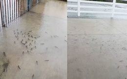 Đàn cá bơi tung tăng trên đường ngập sau cơn mưa lớn