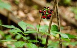 Vụ 'quay xe' cấp mã vùng trồng sâm Ngọc Linh: Chưa rõ cơ sở pháp lý và thực tiễn