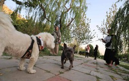 Iran cấm dắt chó đi dạo trên toàn quốc