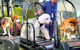 Chó đi spa, tập thể hình theo nhu cầu riêng ở Trung Quốc