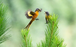 Hình ảnh hơn 70 loài chim quý tại Khu dự trữ sinh quyển thế giới Langbiang