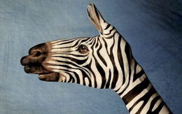 Khó tin, nhưng là thật: Biến thành muôn loài chỉ với bàn tay