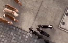 Hai đàn chó 'khẩu chiến' tranh giành địa bàn