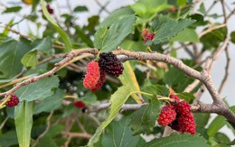 Phát hiện hợp chất mới chống ung thư trong cây dâu tằm