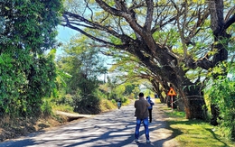 Hàng me tây cổ thụ, điểm check-in nổi tiếng Quảng Ngãi bị lột vỏ do che ruộng lúa