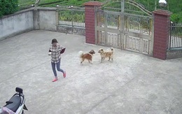 Cô chó sung sướng khi được sen mở cửa cho bạn trai vào chơi