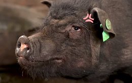 Đừng nghĩ người miền núi không biết con tôm là thiếu thốn, bạn thấy con heo đen bao giờ chưa?