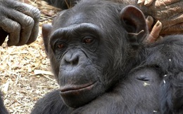 Không chỉ người, tinh tinh cũng ‘đu trend thời trang'