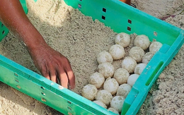 Rùa biển xanh trong Sách đỏ về đẻ trứng ở Hòn Cau