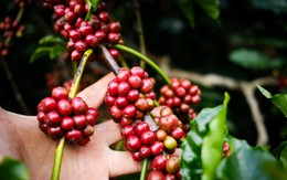 Uống cà phê buổi sáng khi vừa ngủ dậy không tốt cho sức khỏe