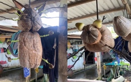 Độc lạ đồ decor 'made in miền Tây'