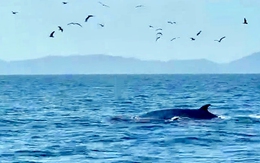 Hai mẹ con cá voi vào săn mồi ở Cù Lao Mái Nhà