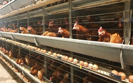 Sữa, mì gói, trứng gà của Việt Nam tăng tốc thâm nhập thị trường Campuchia