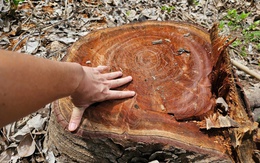 Vụ chặt bán xà cừ tại phường Cheo Reo: Phát hiện thêm 10 cây bị chặt hạ