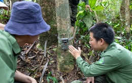 163 tỉ đồng giúp Quảng Trị bảo tồn sao la trước nguy cơ tuyệt chủng