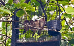 Ngang nhiên treo lồng bẫy kèm máy phát, dụ bắt chim bên kênh Nhiêu Lộc - Thị Nghè