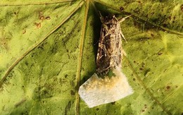 Phát hiện côn trùng có thể nghe cây cối 'nói chuyện'