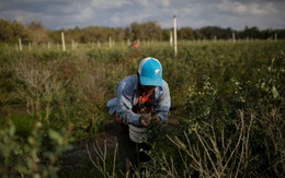 Khoảng 40% công nhân nông nghiệp tại Mỹ không có giấy tờ hợp pháp?