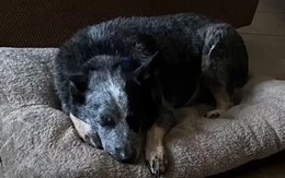 Chú chó sống sót nhờ trốn trong máy giặt giữa thảm họa lũ lụt ở Texas đã đoàn tụ với chủ