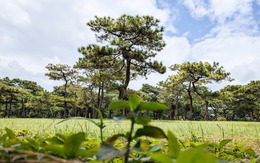 Dự án sân golf Đak Đoa sắp khởi động lại, hiện trạng ra sao?