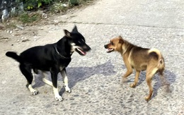 Nhiều lần bị chó cắn nhưng không tiêm phòng, nam tài xế nguy kịch vì bệnh dại