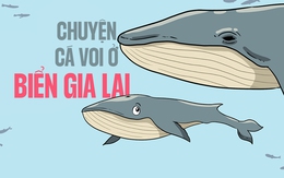 Tâm sự của hai mẹ con cá voi ở vùng biển Gia Lai