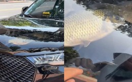 Chủ xe Li Auto L9 ở Trung Quốc 'độ' nắp ca pô thành bể cá gây phản cảm