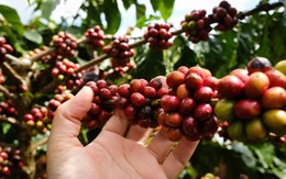 Giá cà phê diễn biến trái chiều, lo ngại giá có thể giảm thêm