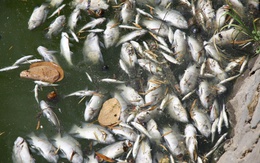 Nắng nóng quá mức cá chết trắng mặt hồ Nam Lý?