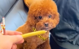 Chú chó bị sen 'hối lộ' cây xúc xích để trộm tiền