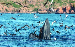 Cá voi, bồ câu nicobar và cái dở của ngành du lịch