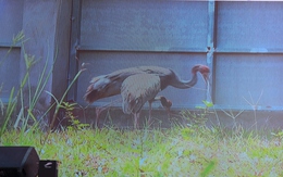 Một con sếu được chuyển giao từ Thái Lan về Việt Nam đã tử vong