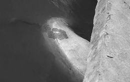 Đừng vứt heo bị dịch tả vì bị xử phạt lại không được hỗ trợ tiền