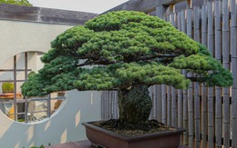 Cây bonsai 400 tuổi sống sót sau bom nguyên tử ở Hiroshima là có thật