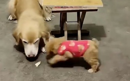 Chó mẹ biết giấu thịt để dành cho con nhỏ