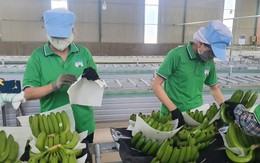 Việt Nam xuất khẩu chuối lớn thứ 9 toàn cầu, dừa cũng xuất hàng đầu thế giới