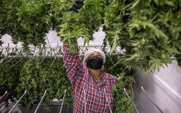 Thái Lan phải siết lại quy định sử dụng cần sa vì quản không nổi