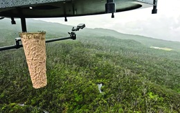 Lấy muỗi trị muỗi