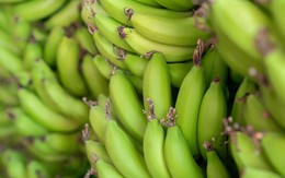 Chuối xanh không thể diệt tế bào ung thư như tin đồn