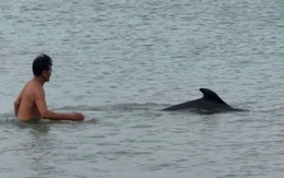 Cá heo xuất hiện sát 'nữ hoàng các bãi tắm' Cửa Tùng, du khách thích thú