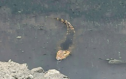Người dân phát hiện cá sấu dưới kênh Nước Đen, phường Bình Hưng Hòa
