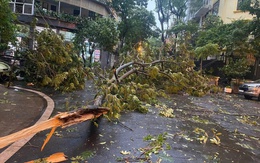 Gần 1.000 cây xanh ở Hà Nội gãy đổ sau trận dông lốc chiều tối 19-7