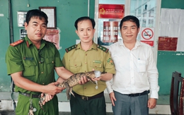 Kiểm lâm TP.HCM tiếp nhận cá sấu 'nhí' nặng 2kg bắt được dưới kênh Nước Đen