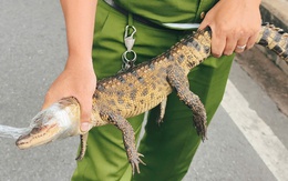 Đã bắt được cá sấu nặng 2kg dưới kênh Nước Đen