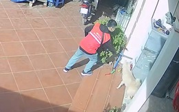 Chú chó 'song kiếm hợp bích' với cậu chủ để bắt chuột