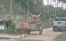 Cụ ông cưỡi xe bò theo phong cách giường nằm