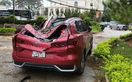 Thông ngã đè nát ô tô của du khách đi chơi tại Đà Lạt