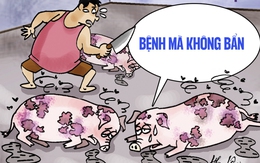 Heo bệnh không muốn bị mang tiếng là heo bẩn