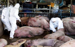 Dịch tả heo châu Phi bùng phát: Lưu ý gì để bảo vệ sức khỏe?