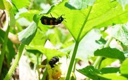 Một người tử vong sau khi ăn côn trùng